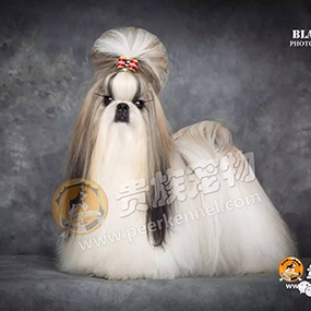 【貴族名犬堂】中國四大美人，“西施”在貴族~！！！
